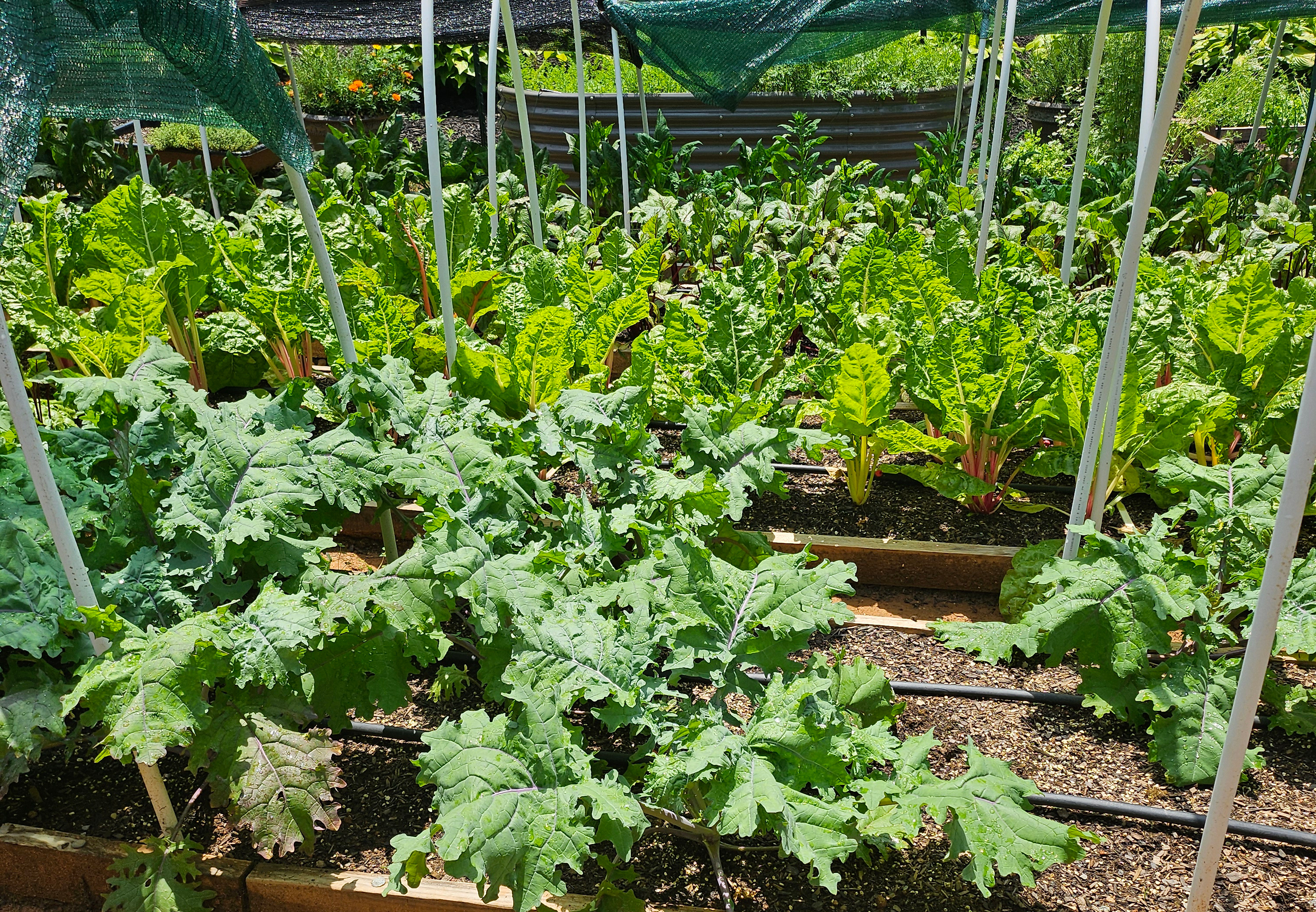 Fresh harvest and culinary ingredients