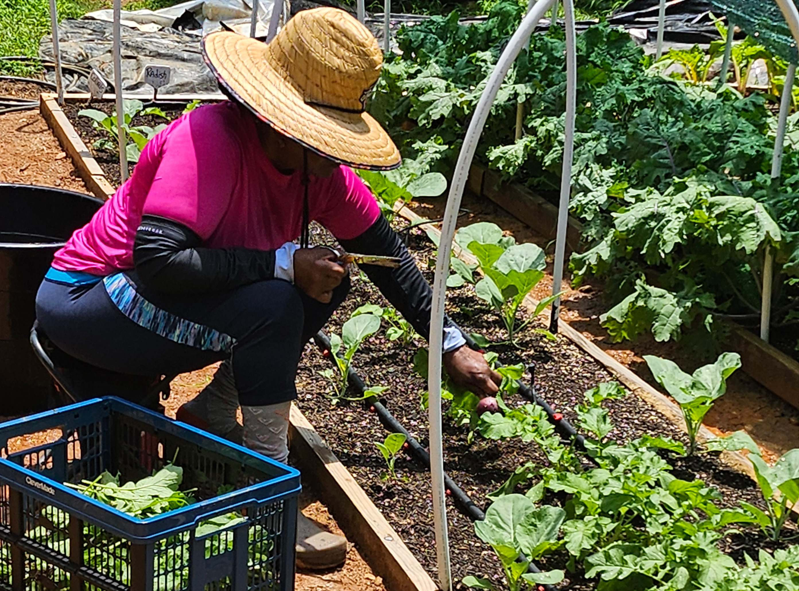 Patricia working at No Till Farm