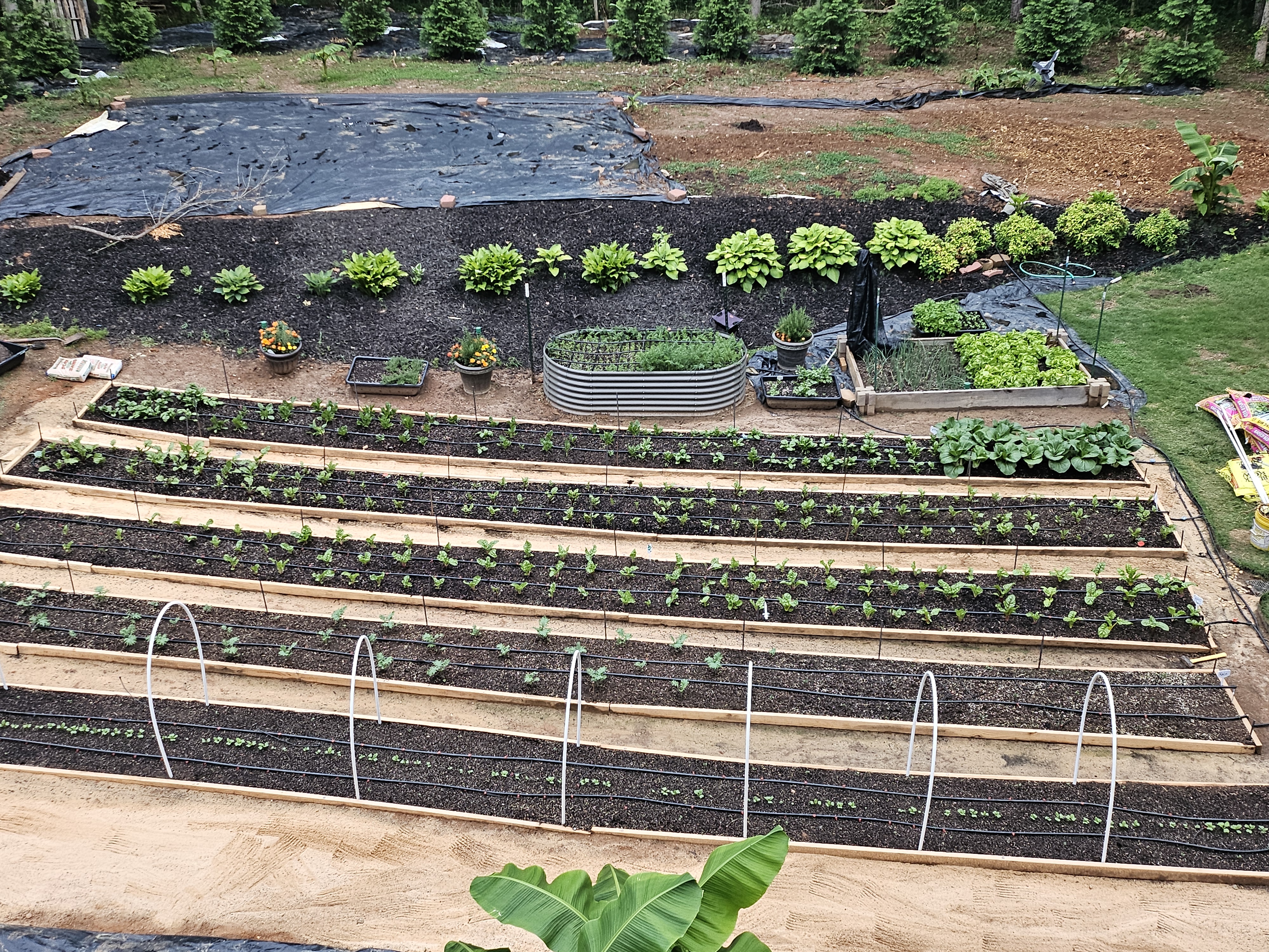 Seedling growing in healthy soil